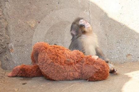 Punch, el macaco que abrazaba un peluche, finalmente es aceptado por su manada