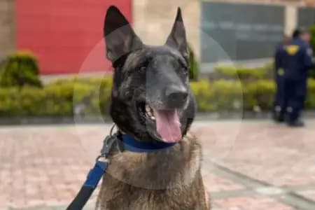 Dastan, el héroe colombiano que olfatea esperanza entre los escombros de Venezuela