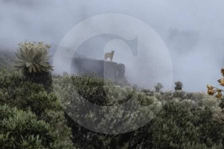Un puma salvaje capturado en las alturas de Boyacá: señal de salud en los páramos colombianos