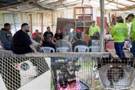 Desmantelan red internacional de peleas de perros en La Calera: 13 capturados y dos animales muertos
