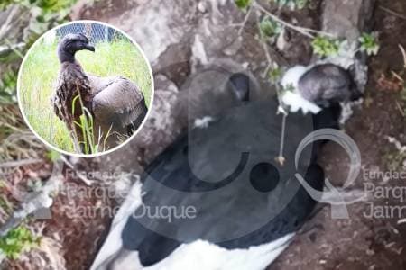Primer monitoreo completo: nace cóndor andino en Santander y cambia la ciencia de su conservación