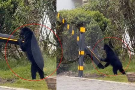 Oso andino sorprende a residentes de condominio en La Calera: autoridades lo buscan