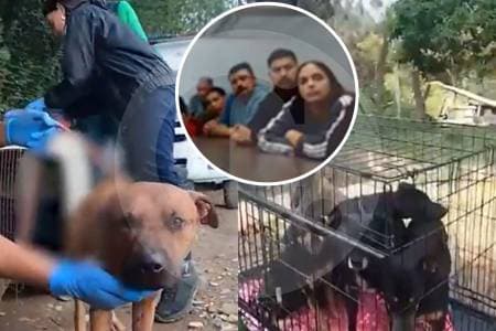 Cárcel para 13 personas por organizar peleas de perros en Cundinamarca; decenas de animales maltratados
