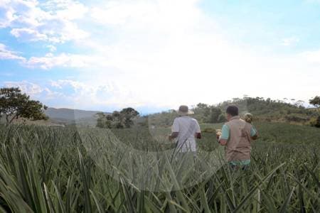 Paro campesino por avalúos catastrales: la tormenta tributaria que paralizó el país