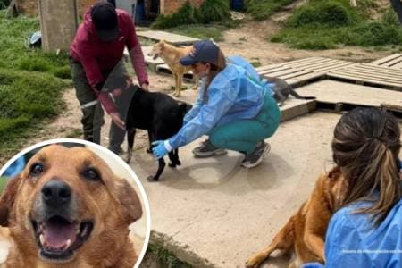 Rescatan más de 300 perros desnutridos y hacinados en Cundinamarca; detienen a mujer por maltrato animal