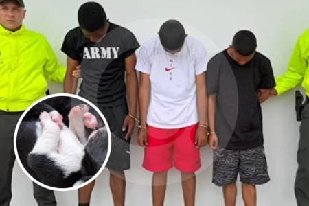 Tres soldados judicializados por torturar y matar a un cachorro en Buenaventura