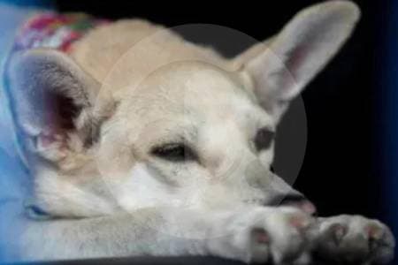 Más de 90 condenas al año por maltrato animal: Colombia recibe 7 denuncias diarias