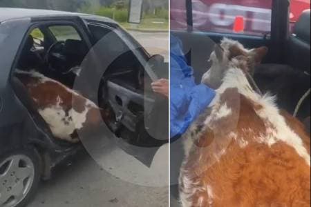 Capturan tres hombres con dos vacas adentro de un carro en Boyacá
