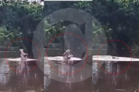 Barrancabermeja en alerta por cuatro hipopótamos que ahuyentan pescadores de las ciénagas