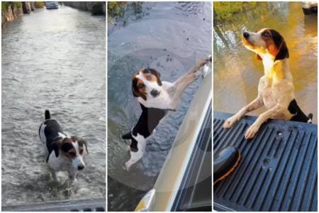 Un perro casi sin fuerzas persiguió una camioneta de ayuda en Córdoba y logró ser rescatado de las inundaciones