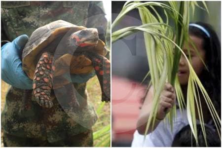 Semana Santa: alertan sobre tráfico de animales y palma de cera, con penas de hasta 11 años de cárcel