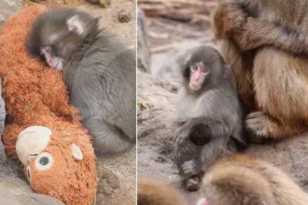 Organización internacional pide trasladar a Punch, el macaco bebé, a un santuario especializado