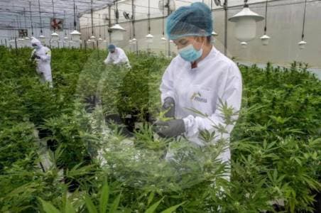 Cannabis legal en Colombia avanza: aprueban primer debate de proyecto de regulación para adultos