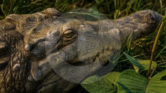Más de 200 caimanes llaneros agonizantes por desnutrición: seis meses sin alimento en el Meta
