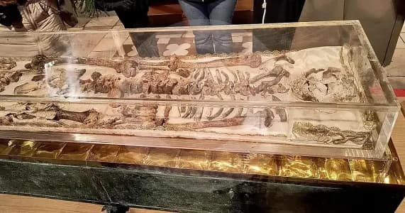 Hace 800 años murió San Francisco: la Iglesia exhibe sus restos por primera vez en ocho siglos