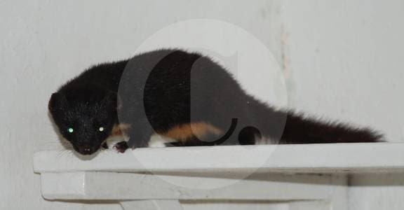 Una foto de un celular redescubrió especie perdida: cómo el 'big data' cambió la ciencia en Colombia