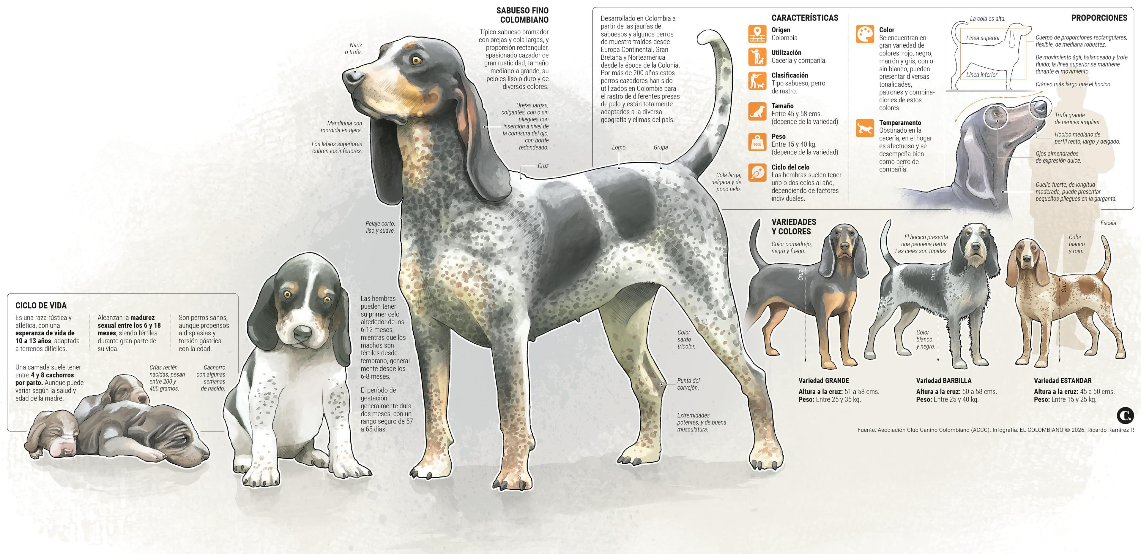 El sabueso fino colombiano es oficialmente una raza: Colombia logra reconocimiento histórico internacional