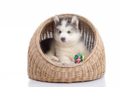 Cómo preparar espacios cómodos en casa para sus mascotas sin gastar de más