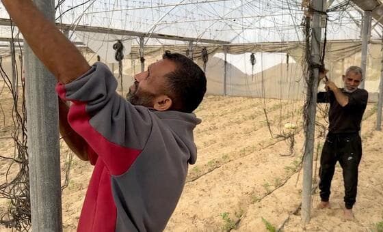 Agricultores de Gaza luchan por recuperar sus campos tras dos años de guerra y escasez