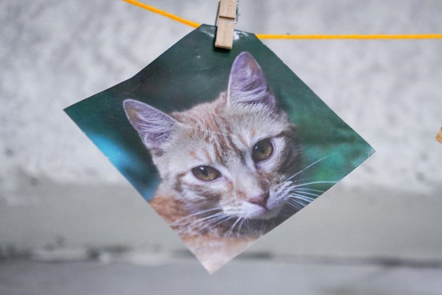 Envigado abre nueva convocatoria de la Escuela para Propietarios Felinos con más de 200 graduados