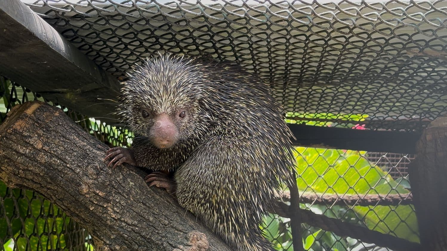 Once animales llegan al Parque de la Conservación en Medellín con espacios diseñados para su bienestar