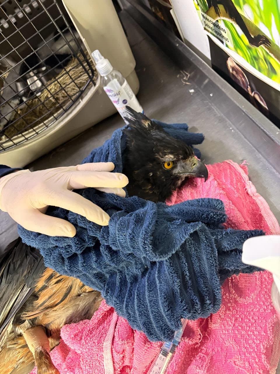 Un disparo acabó con la vida de águila crestada en Antioquia, especie en peligro crítico