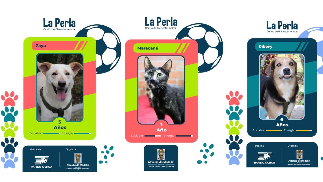 Medellín abre las puertas: 1.838 perros y gatos buscan familia en la Adoptatón Mundialista del domingo