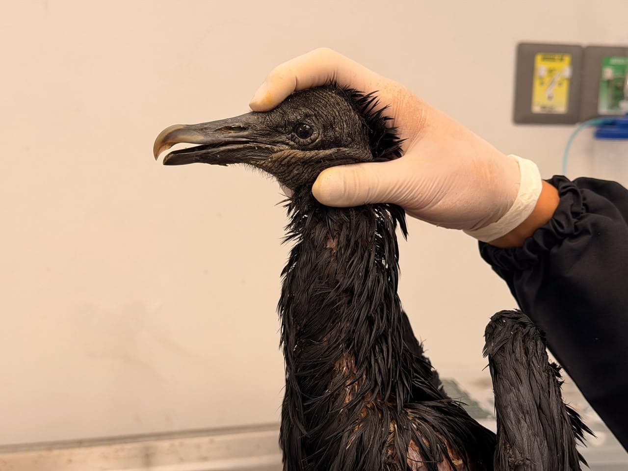 Gallinazo quedó con quemaduras graves tras ataclo con sustancia caliente en el Valle de Aburrá
