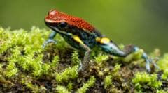 La toxina mortal de una rana ecuatoriana: la sustancia con la que acusan a Rusia de envenenar a Navalny