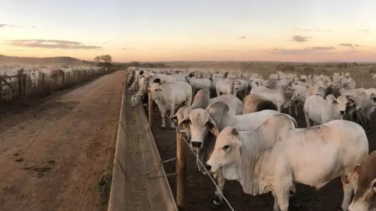 Ganaderos rechazan congelación de exportaciones de carne: dicen que los precios suben por otro motivo