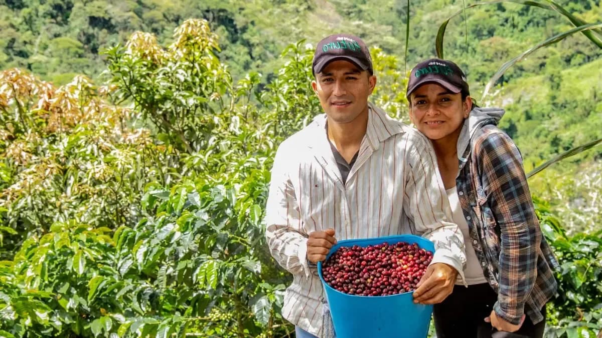 Cauca apunta a su mayor cosecha de café en años: superaría 1,5 millones de sacos en 2026