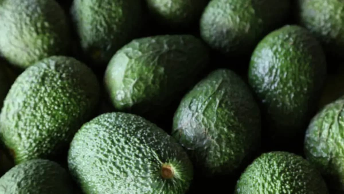 El aguacate Hass colombiano enfrenta su primer freno: precios caen 17% por exceso de oferta mundial