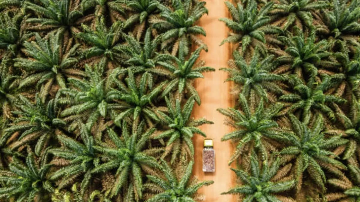 La palma colombiana despega: exportaciones crecen 48% y la producción sigue al alza