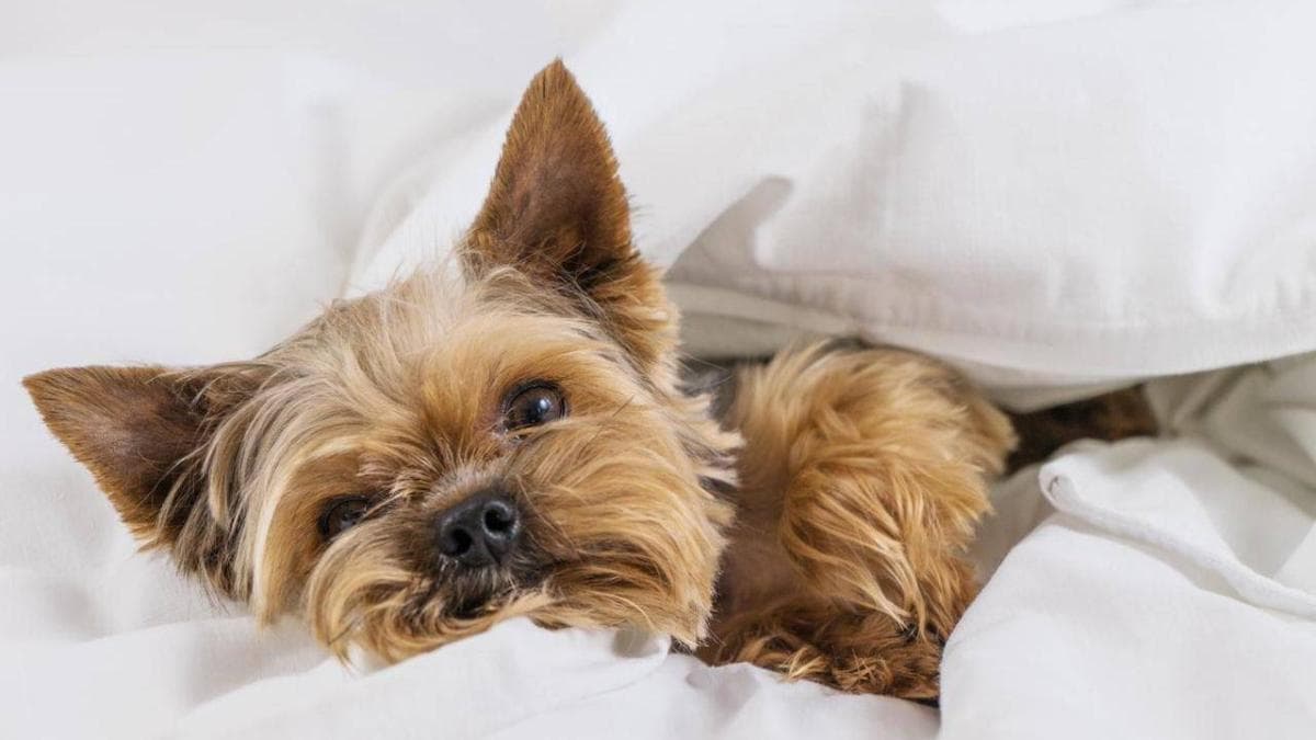 Tecnología inteligente: cómo mascotas conectadas cambian el cuidado de perros y gatos
