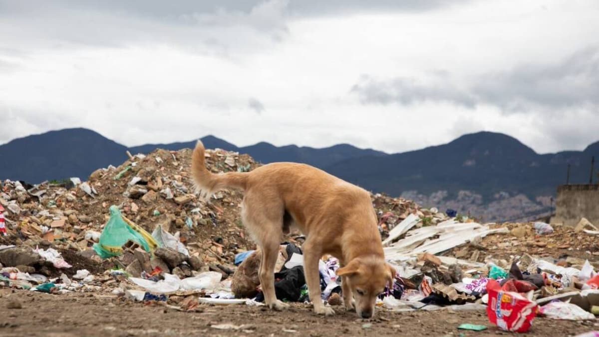 Millones de animales en la calle: Colombia enfrenta crisis de abandono sin censo claro