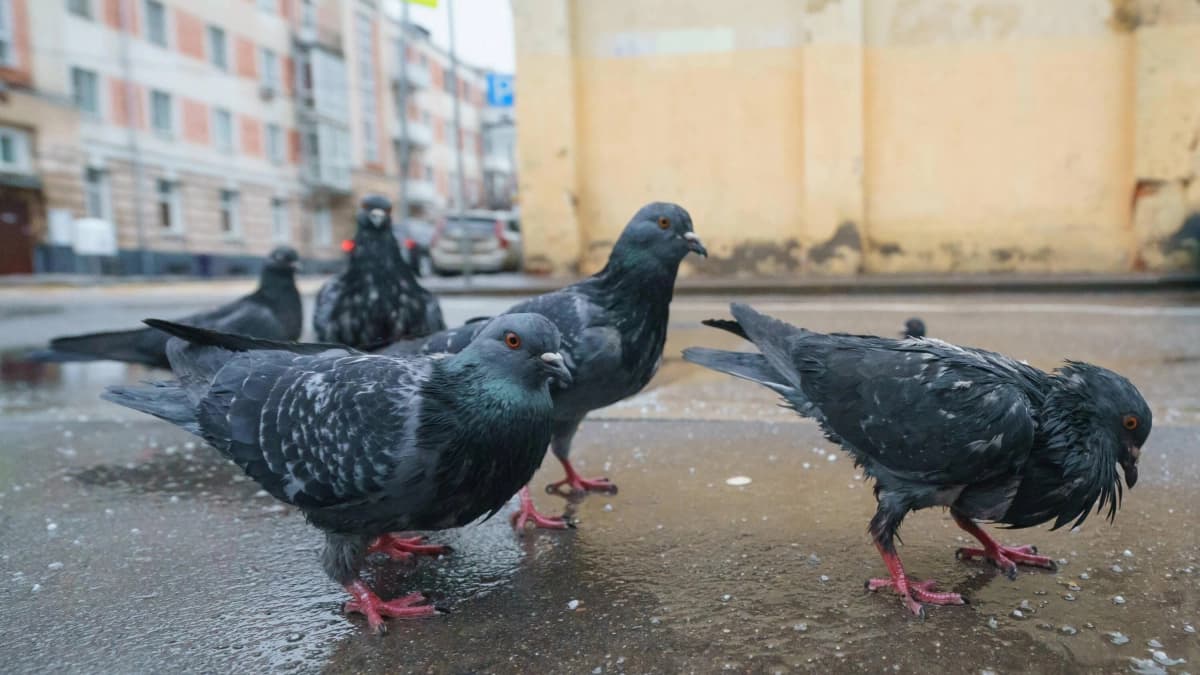 Las aves urbanas huyen un metro más lejos cuando se acercan mujeres, según estudio científico