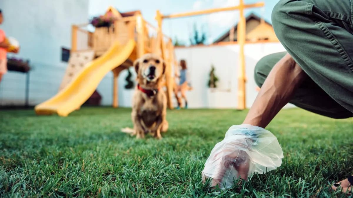 España usa ADN canino para multar dueños que no recogen heces de perros en la calle