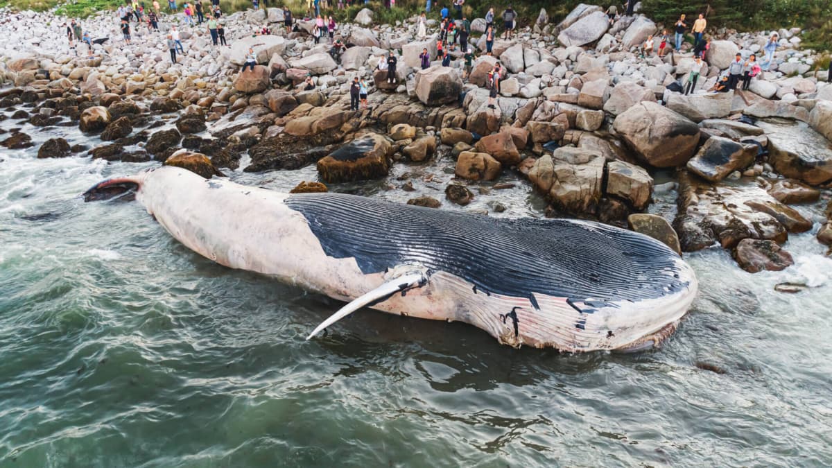 Ballena jorobada logra escapar tras tres semanas varada en Alemania, pero su supervivencia aún es incierta