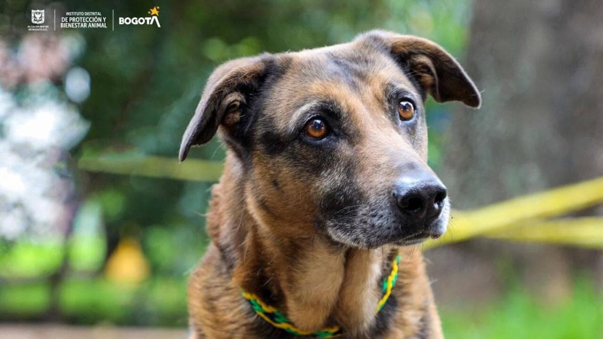 Policía dispara contra perro en Barbosa: video genera indignación y se abre investigación