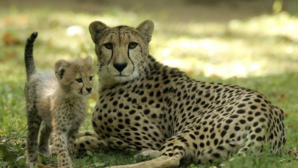 ONU protege 40 nuevas especies amenazadas, incluidos guepardos y tiburones martillo