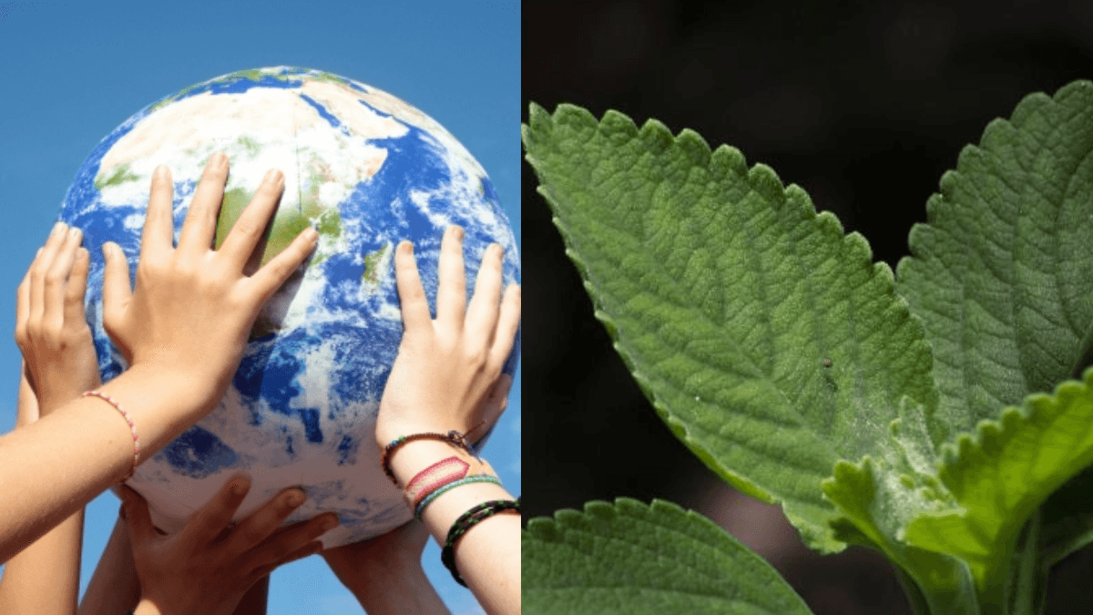 Senadora canadiense pide fondos de emergencia y límites claros a residuos de empresas extractivistas