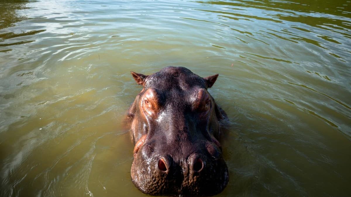 Gobierno activa plan de emergencia contra hipopótamos invasores con protocolo de eutanasia