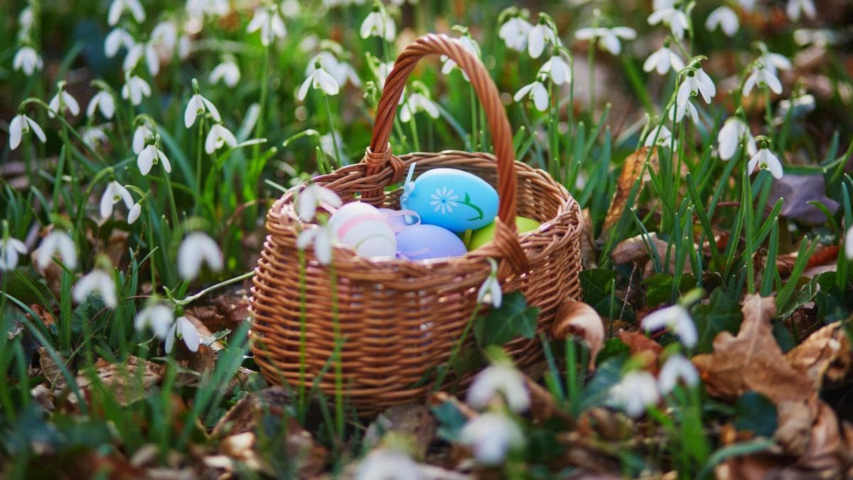 El verdadero origen del conejo de Pascua: una tradición europea más reciente de lo que crees