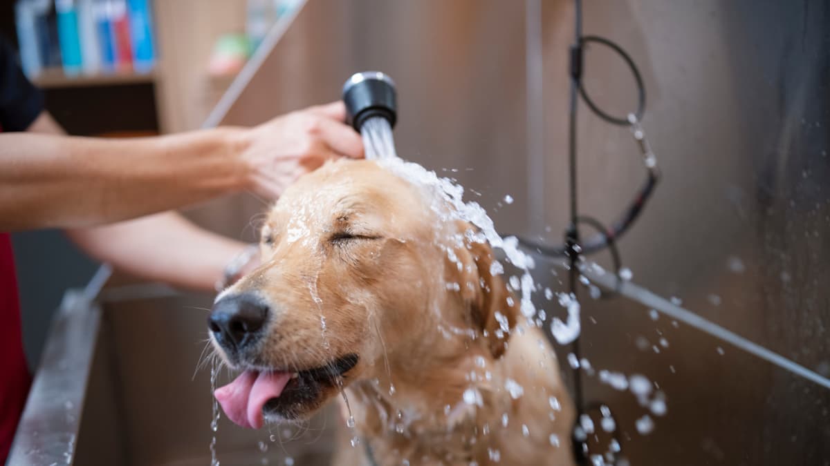 Perros y gatos sí tienen su propio idioma: aprende a interpretarlo