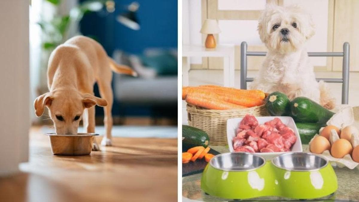 Cómo elegir correctamente el alimento de su perro o gato: una decisión que afecta su salud