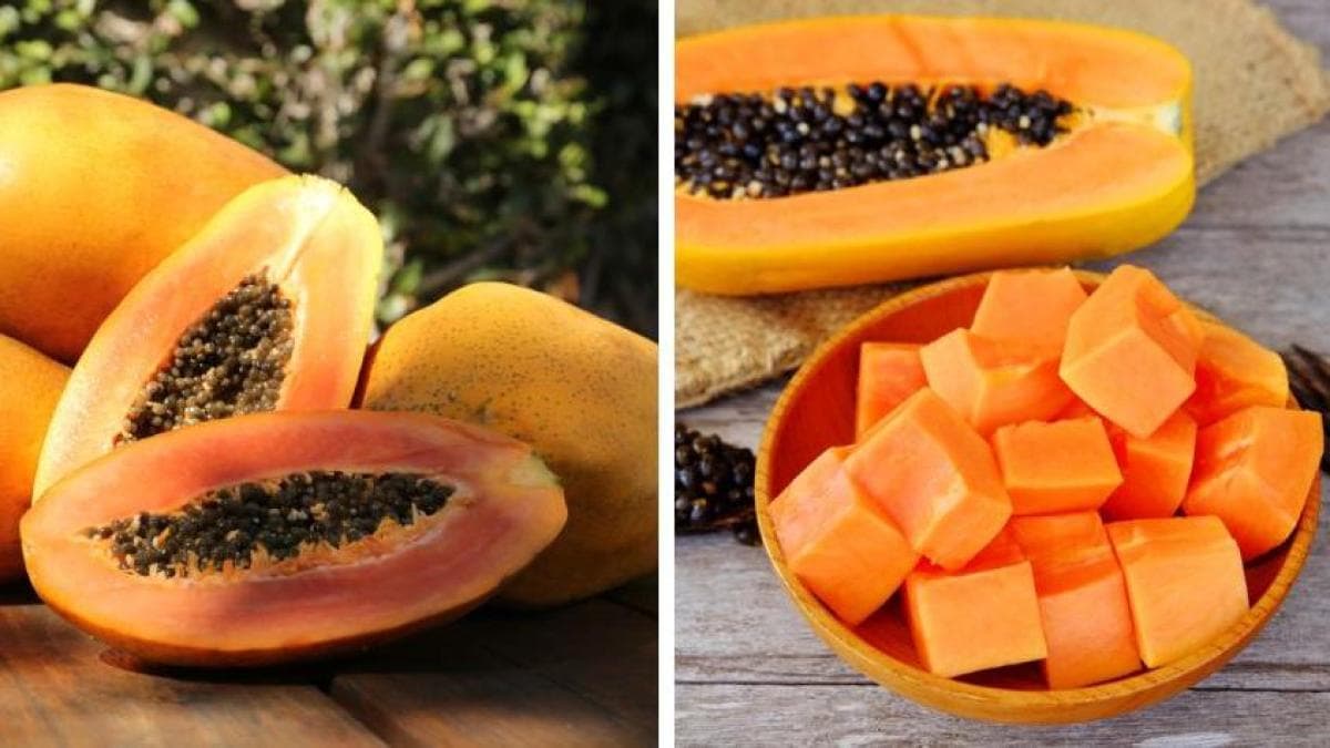 Estudiantes bolivianos crean anticonceptivo masculino a base de semilla de papaya