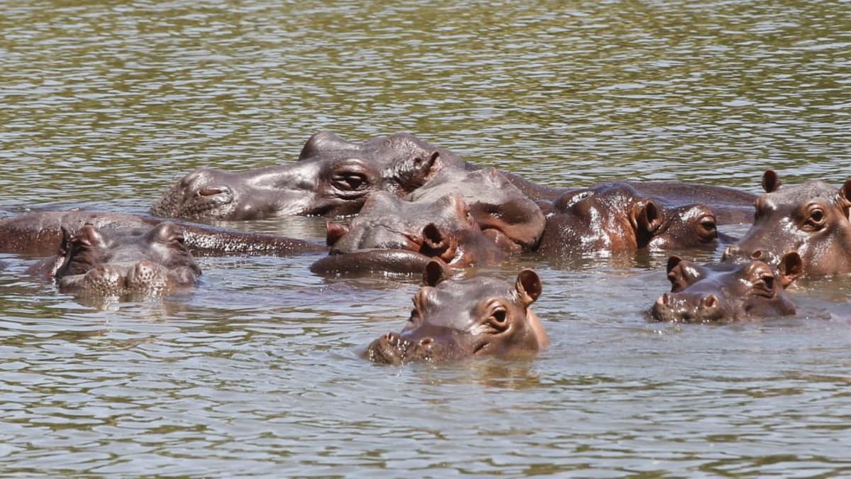 Gobierno inicia sacrificio de hipopótamos invasores en Colombia con protocolo técnico y 7.200 millones de pesos