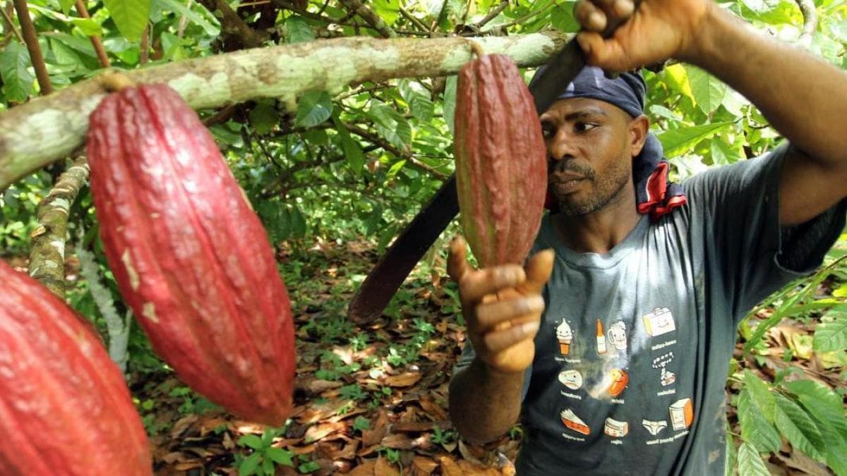 Cambio climático amenaza el 20% de zonas aptas para cacao en Colombia hacia 2050