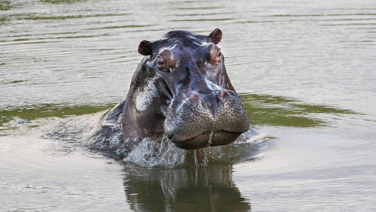 Hipopótamos en Colombia: cómo sobrevivir un encuentro con estos animales letales