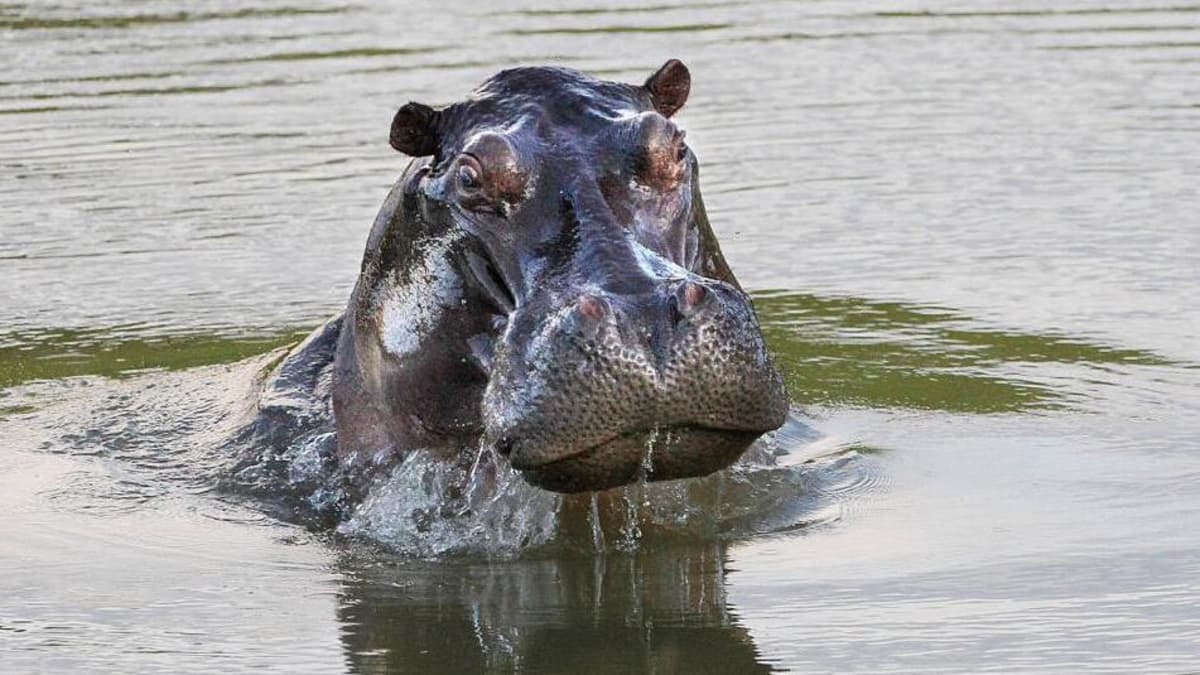 Gobierno define protocolo para controlar población de hipopótamos con eutanasia